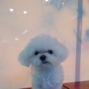 신일환동물병원