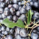 도선농장 이미지