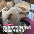 [유기견 입양 후기] 강남 개농장 구조견 유엄빠 순진이의 두번째 삶