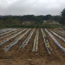 대관령 그림같은 펜션 이미지