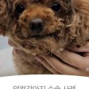 용인으뜸원동물병원