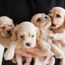 테라스애견미용카페 이미지