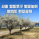 영등포전화국 사거리 공원 앞 | 서울 여의도 공원 산책 영등포 한강공원 봄꽃축제 기본정보 벚꽃 명소 애견동반 나들이