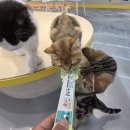 고양이카페 이미지