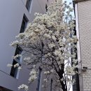 한국아파트 앞 이미지