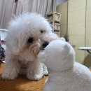 공항 가까운 전원주택 펫시터 이미지