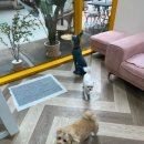 마이뷰티독 이미지