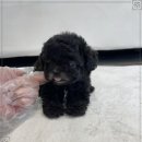 오하이독 안심분양센터 김포점 | 건강검진까지 받은 인천 강아지분양 헬스독 인천김포점