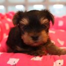 애견스토리 이미지