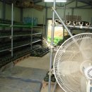 비둘기농장 이미지