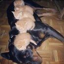 야옹이와 멍멍이 이미지