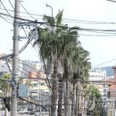 제주 와싱톤 이미지