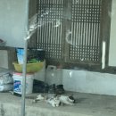 금선미용실 네이버블로그