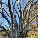 창원 인곡리 모과나무 이미지