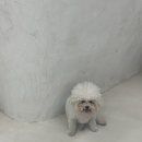 말랑말랭 이미지