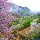 [238번째]비단고을 산꽃을 찾아...산꽃나라,산꽃여행 4/19(토) 이미지