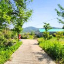 말하는 은행나무 이미지