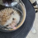 상도힐링동물병원 이미지