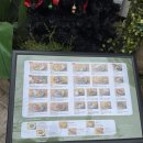 세자매국수 | [광주-상무] 상무지구밥집 나나방콕 식사후기