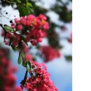 백일홍(百日紅), 백일 동안 붉은 꽃을 피우는 배롱나무 이미지