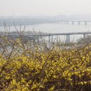 개나리써비스 이미지