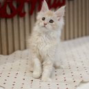 과천대로6나길 | 메인쿤입양후기, 진짜 가족이 하나 늘었어요