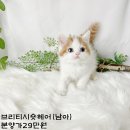 2개월 미묘개냥이 애기들분양해요 ♥(찾으시는 종 다 찾아드리고 착한분양가에 보내요) 이미지