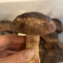 송화 | 송화버섯으로 즐기는 버섯종류별 버섯요리, 송화언니 국내산 송화버섯 후기