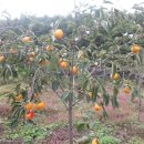 효원농장 이미지