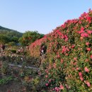 오십천둔치 | 🌹천만송이 장미가 피어나는 곳, 삼척 장미공원｜오십천 둔치의 로맨틱 산책