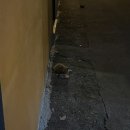 화락바베큐치킨 중랑면목점 이미지