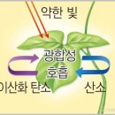 한국춘란(韓國春蘭)의 여름철의 초기 관리 03/햇빛과 광합성2(월계난262) 이미지