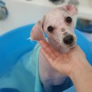 블링펫살롱 이미지