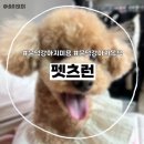 펫츠런 애견 | [문덕강아지미용/문덕강아지목욕] 펫츠런 문덕점