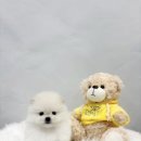 야옹아멍멍해봐삼각점 이미지