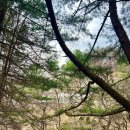 베니베럼 이미지