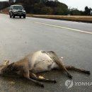 기동반-81 Daum카페