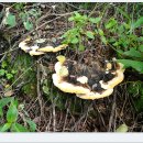 장수버섯 이미지