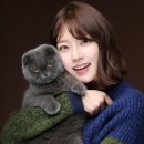 고양이집 이미지