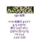 창밖의 수국을 기다리는 마음 이미지