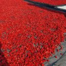 씨빼고말린햇산수유팝니다(구례원천골)햇볶은결명자차(구수)돼지감자볶은차 노지화고100퍼센트 가루치자열매 이미지