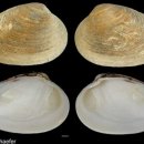 연체동물 - 이매패綱 - 백합目 - 백합科 - 캘리포니아버터클램 이미지