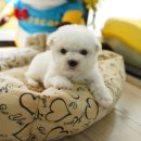 애견명가 이미지