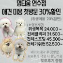 멍티움 | (인천/연수구) 인천 애견미용실 “ 멍티움” 에서 만두동 미용하기 🐾