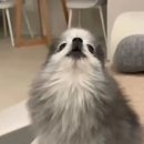 코러스노래 이미지