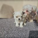 펫스티발 이미지