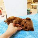 퍼피슈가 이미지