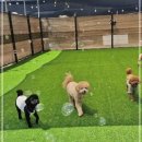 영종독 반려견 호텔, 유치원 이미지