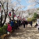 안산벚꽃음악회 이미지