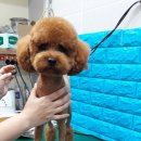 사랑해줄개 애견샵 이미지